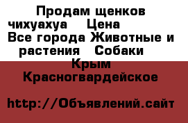 Продам щенков чихуахуа  › Цена ­ 10 000 - Все города Животные и растения » Собаки   . Крым,Красногвардейское